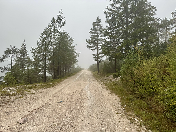 A dirt trail leading into the fog. Some trees and shrubs just on either side of the trail are visible, but not further.